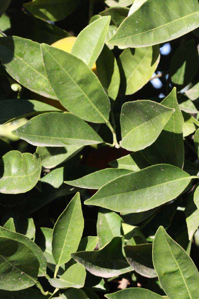            Sun leaves (Riverside, CA)   